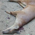 Zoológico Municipal foi vandalizado e animais foram mortos