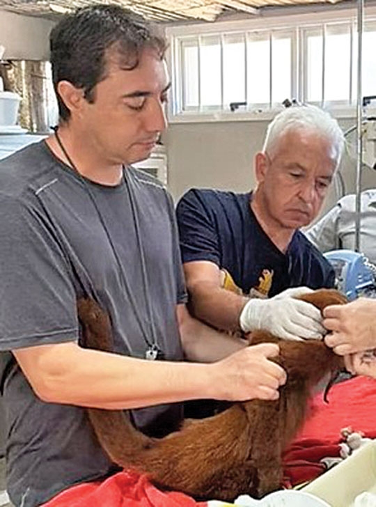 Bugio é salvo em Cachoeira