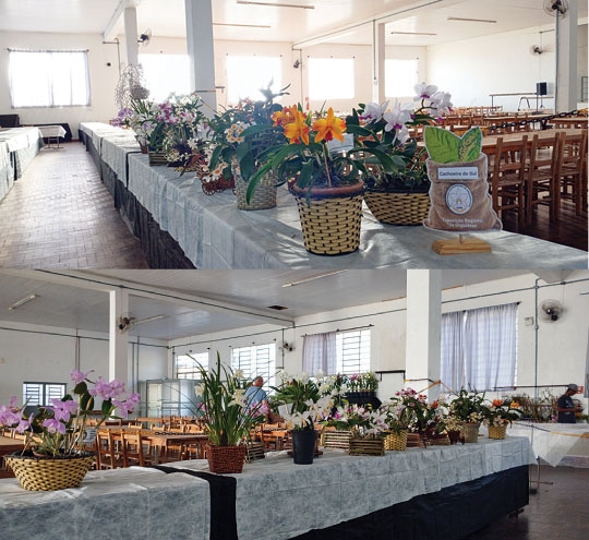 Orquídeas colorem a São José