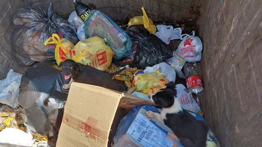 Cães filhotes resgatados de um contêiner