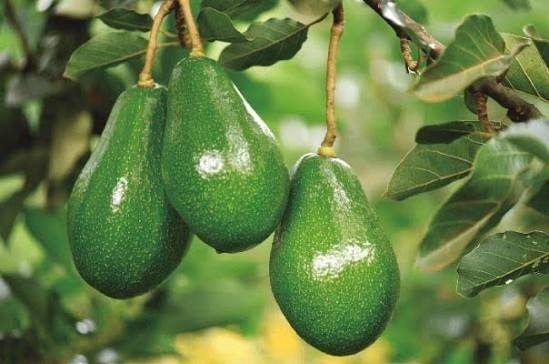 Cachoeira é o terceiro maior produtor de abacate do RS