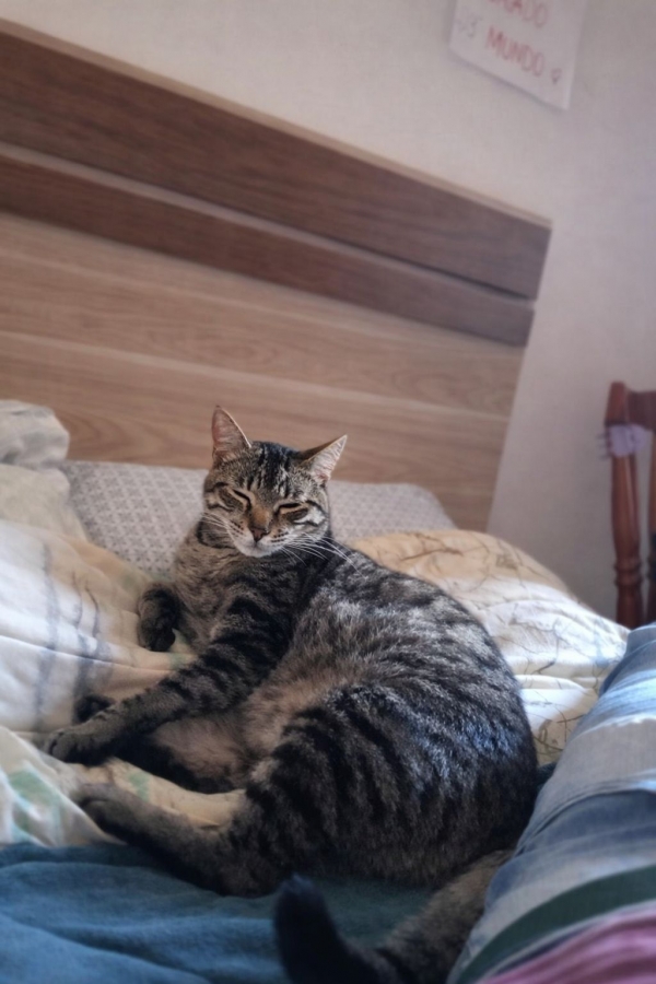 Morador procura gato desaparecido