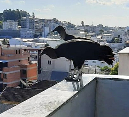 Cada bugio  no seu galho