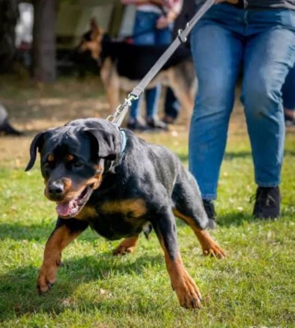 Como lidar com um cão que puxa a guia?