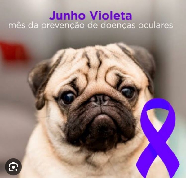 Junho Violeta: mês da prevenção de doenças oculares nos pets