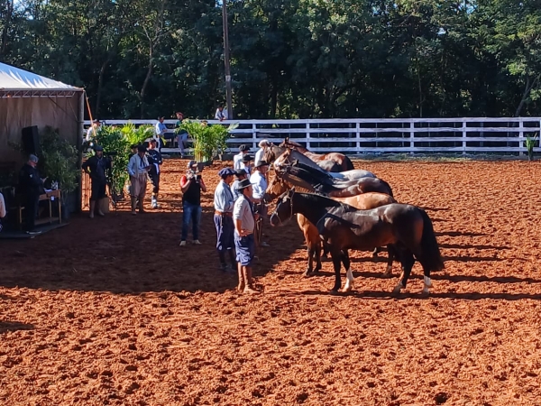 Exposição de cavalos crioulos inicia nesta sexta-feira na 26ª Fenarroz