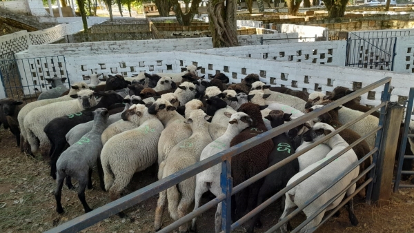 Expovinos girou perto meio milhão em Cachoeira do Sul