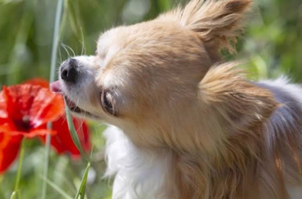 Conheça as 10 plantas tóxicas para cachorros