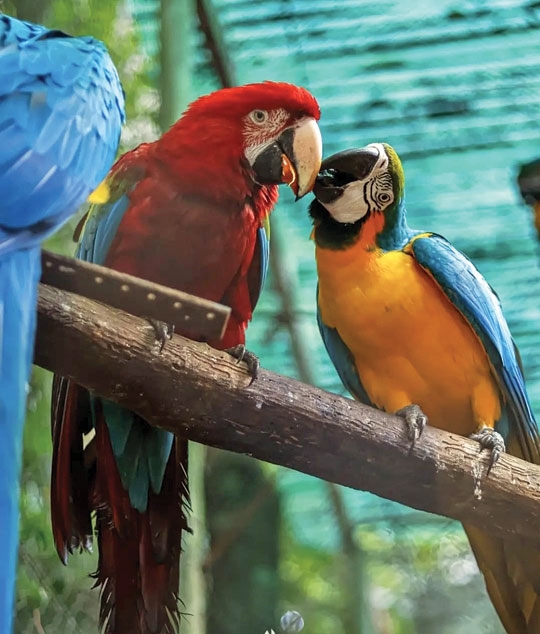 Duas araras fugiram do Zoo Municipal