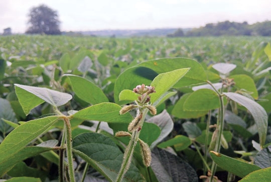 Chuva irregular pode afetar a soja de Cachoeira