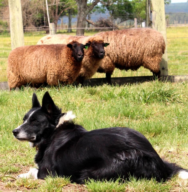 Cães de pastoreio serão atração na 26ª Fenarroz