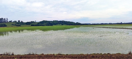 Plantio de arroz chega a 10% da área prevista