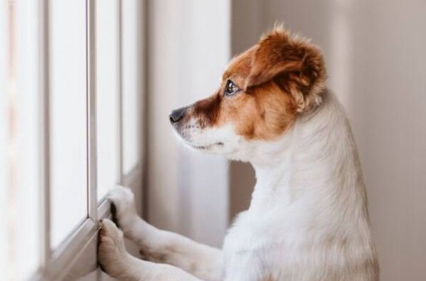 Ansiedade de separação: como ajudar seu pet a lidar com a ausência do tutor