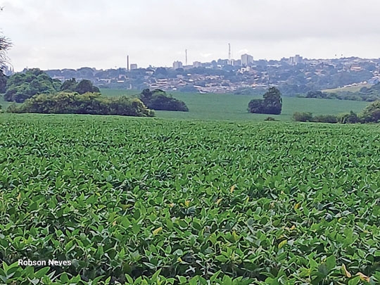 Pouca chuva castiga soja de Cachoeira
