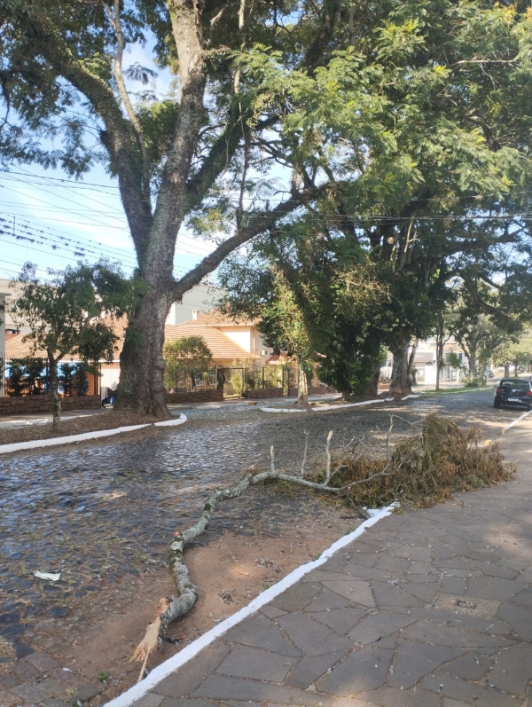 Queda de galhos preocupa moradora da Rua Ernesto Alves