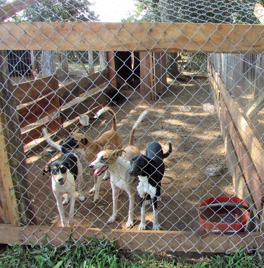 Prefeitura e causa animal em colisão