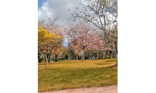 Árvores, flores e aroma na Pracinha do Soares