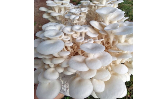 Cogumelos de Cachoeira