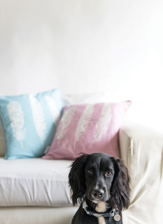 O QUE SEU CACHORRO FAZ QUANDO VOCÊ NÃO ESTÁ EM CASA?