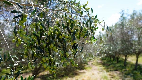 Festa do Azeite de Oliva projeta Caçapava do Sul como referência no cenário nacional