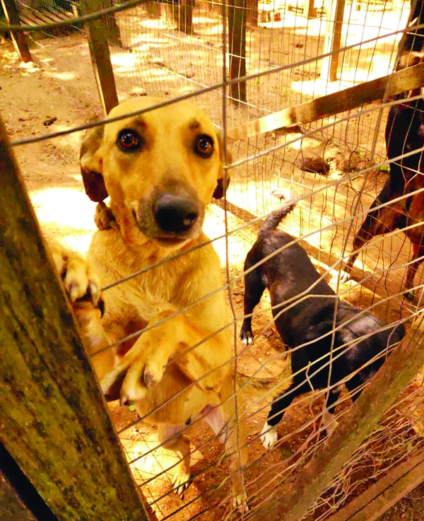 Cempra voltará a ter veterinário após quatro anos