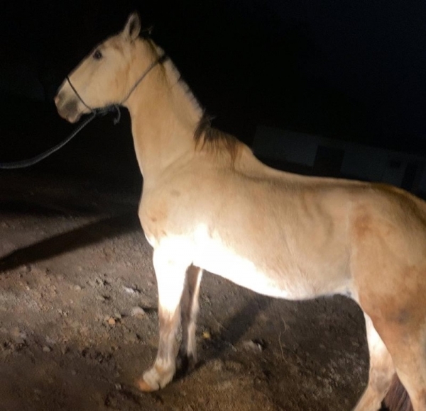 Cempra recolheu seis cavalos em Cachoeira