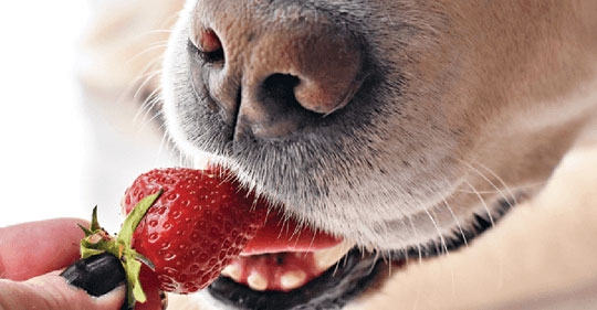 MORANGO DO AMOR CANINO