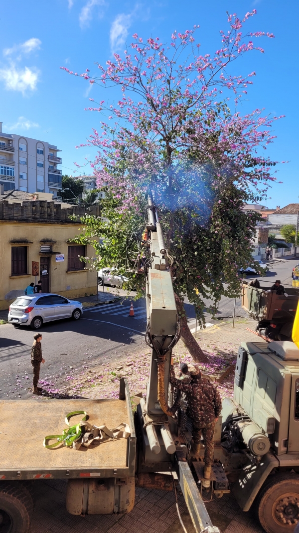 Exército remove árvore na Saldanha Marinho