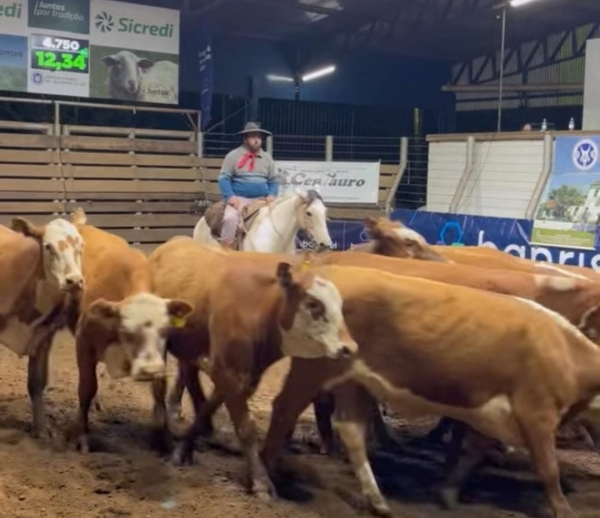 Feira de Terneiros gira R$ 2,3 milhões em Cachoeira do Sul 