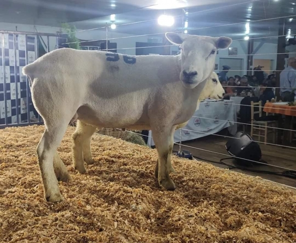 Remate de ovinos texel gira R$ 142 mil na Feapec