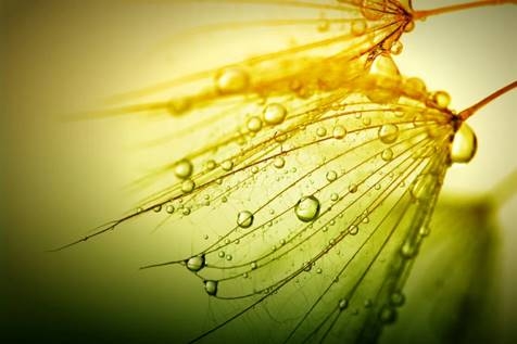 A centelha de Deus em nós