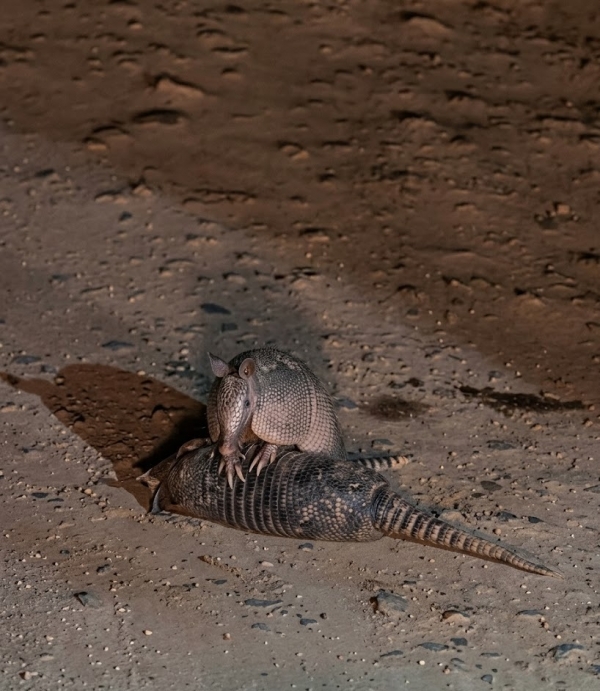 Tatu tenta ajudar companheiro atropelado na Estrada da Mineração