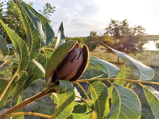 Maior produtor da América Latina
