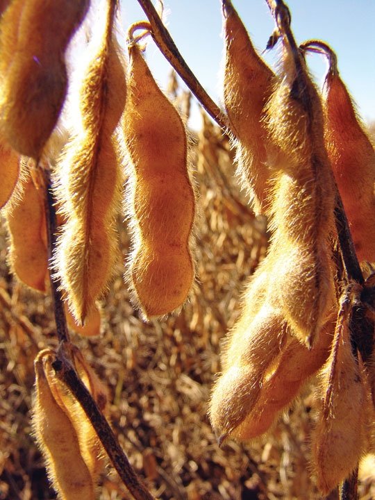 A maior produção de Cachoeira do Sul