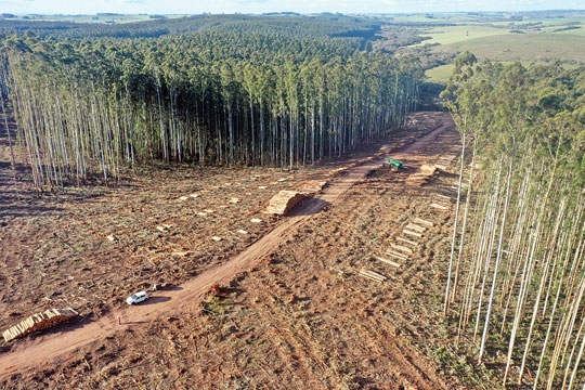 2ª floresta de eucalipto do estado