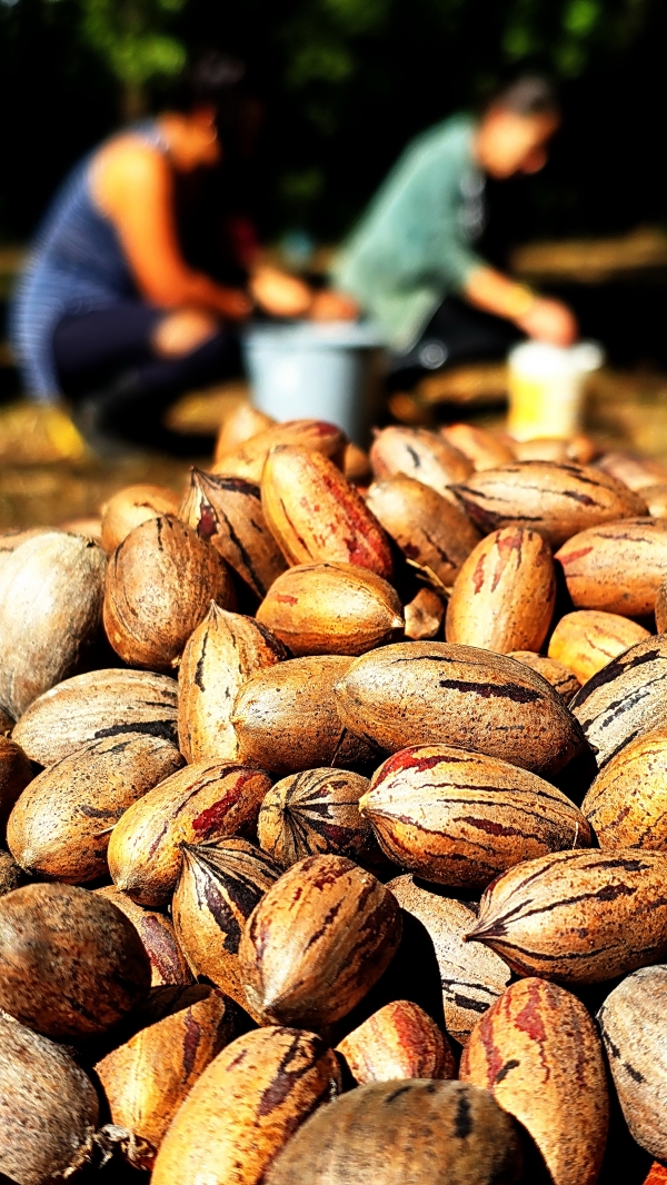 Divinut reunirá produtores de noz-pecã em Cachoeira