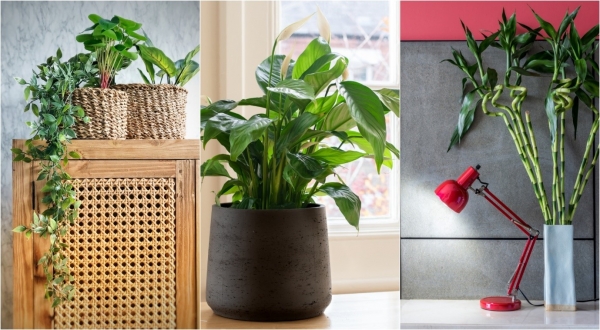 As plantas e o seu simbolismo
