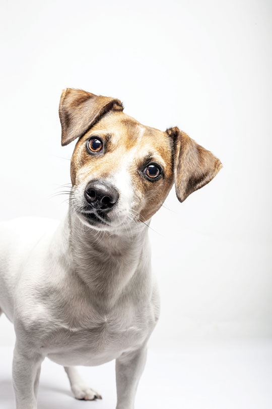 AS GLÂNDULAS ADANAIS DOS CÃES