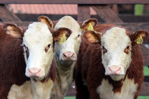Feira de Terneiros com quase 500 reses em Cachoeira