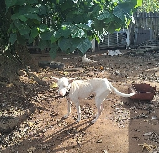  Suspeito de maus-tratos a cães é preso pela Polícia Civil
