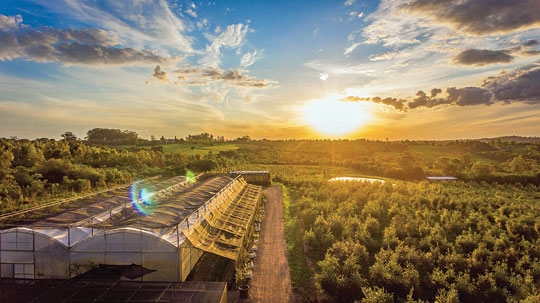 Agroindústria  em permanente  crescimento