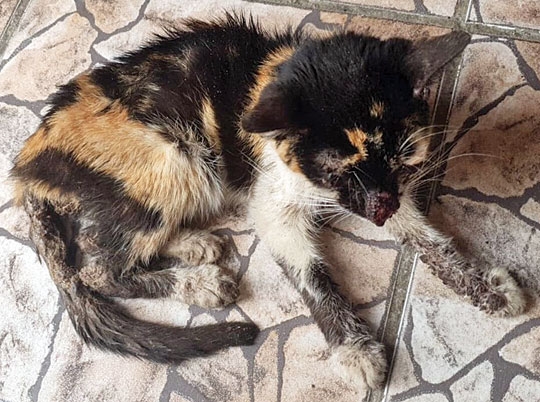 Gata é resgatada pela polícia