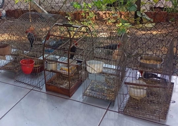 Cardeais foram resgatados e soltos pela BM