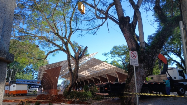 Prefeitura inicia remoção de árvore para alargamento da Francisco Gama