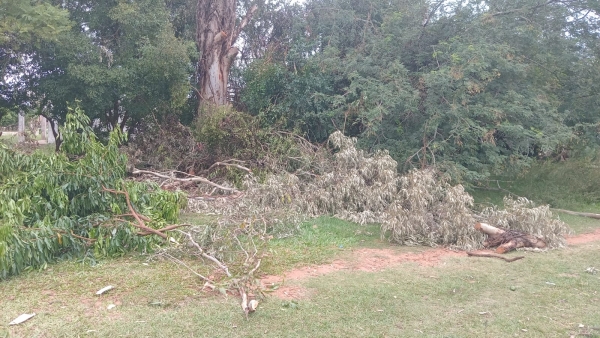 Galhos de árvore permanecem na rua após poda