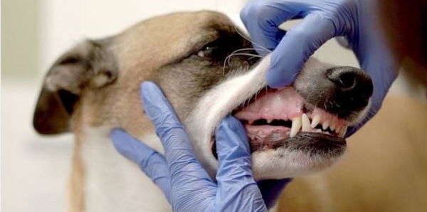 Cores da Gengiva do Pet: O Que Elas Revelam Sobre a Saúde?