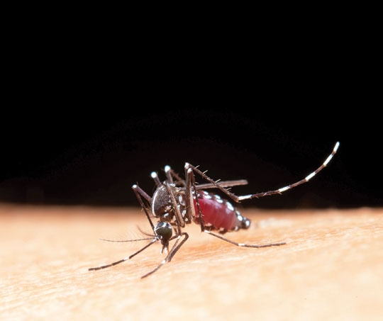 NÃO BRINQUE COM A DENGUE
