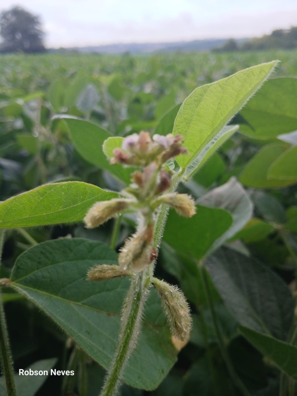 Chuvas isoladas podem afetar rendimento da soja