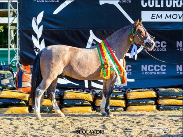 Cavalo da Cabanha São Jorge é o grande campeão em Barra do Ribeiro 