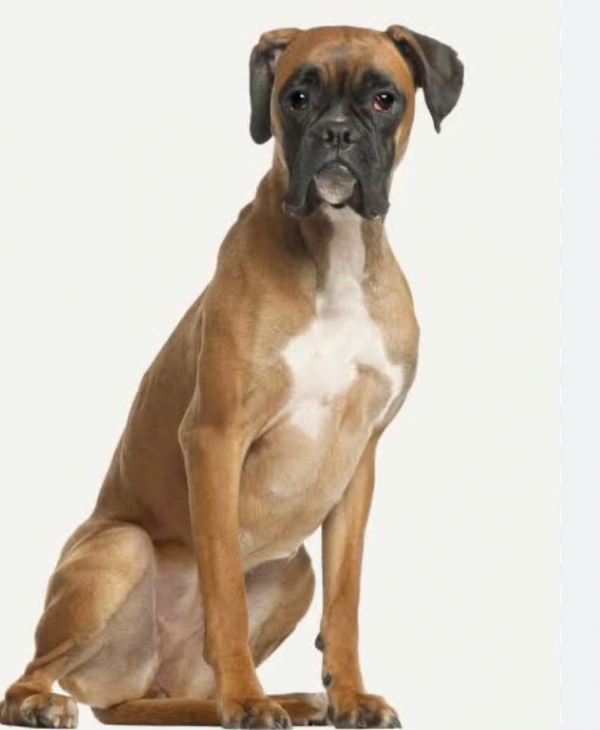 Conheça 5 raças de cães dóceis de grande porte